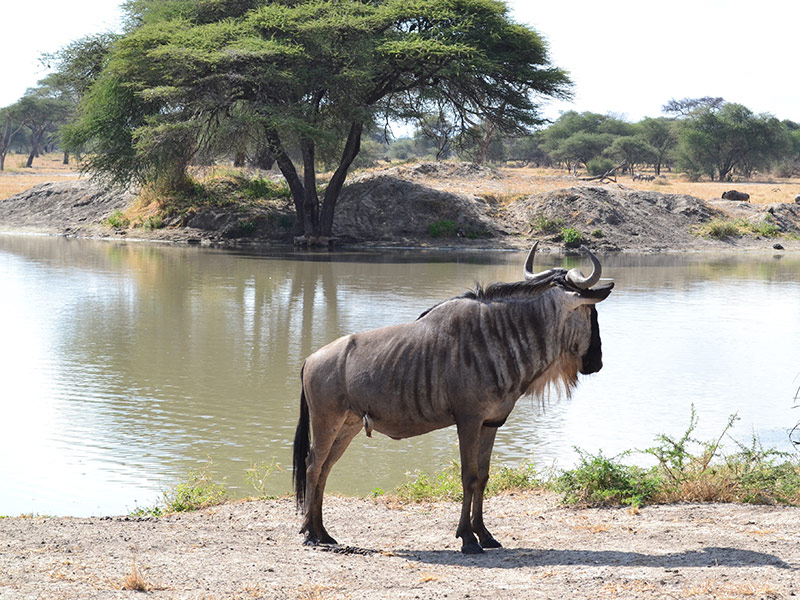 gnou Voyage en Tanzanie de Lydie C.