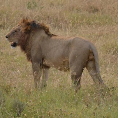 Lion Voyage en Tanzanie de Lydie C.