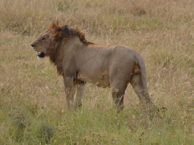 Lion Voyage en Tanzanie de Lydie C.