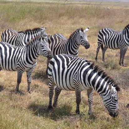 Zèbres Voyage en Tanzanie de Lydie C.