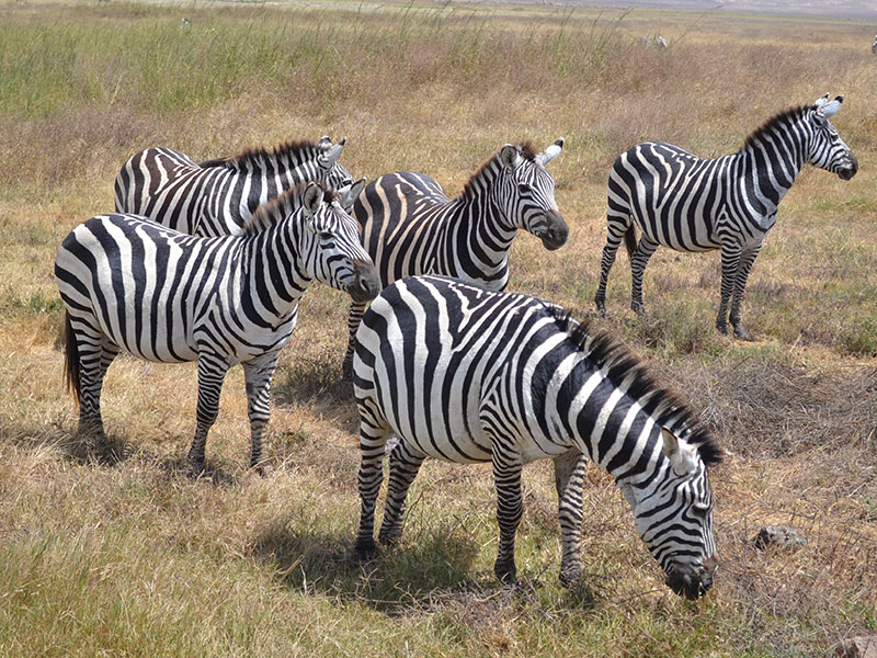 Zèbres Voyage en Tanzanie de Lydie C.