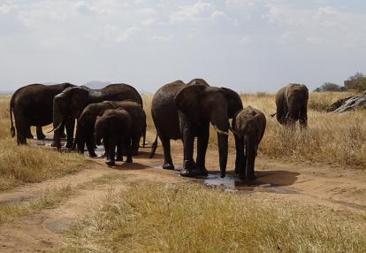 Tanzanie Voyage en Tanzanie de Michel P.