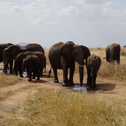 Tanzanie Voyage en Tanzanie de Michel P.