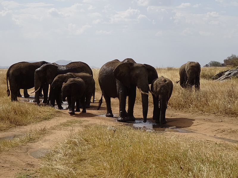 Tanzanie Voyage en Tanzanie de Michel P.