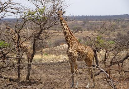 Voyage en Tanzanie de Michel P.
