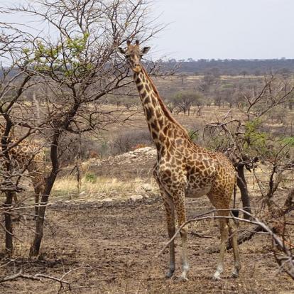 Tanzanie Voyage en Tanzanie de Michel P.