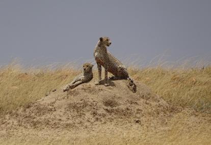 Tanzanie Voyage en Tanzanie de Michel P.