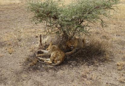 Voyage en Tanzanie de Michel P.