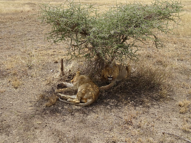 Tanzanie Voyage en Tanzanie de Michel P.