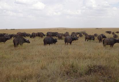Voyage en Tanzanie de Michel P.