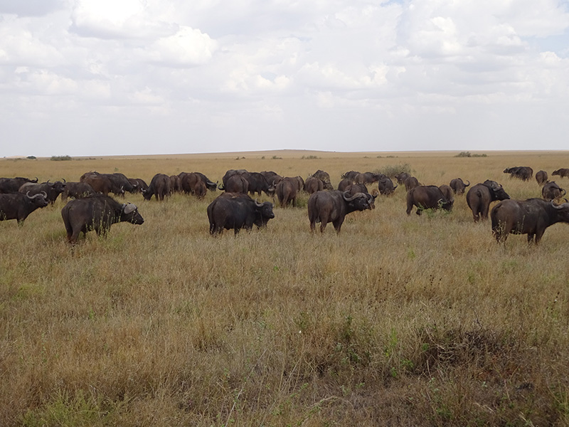 Tanzanie Voyage en Tanzanie de Michel P.