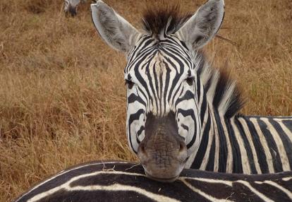 Voyage en Tanzanie de Michel P.