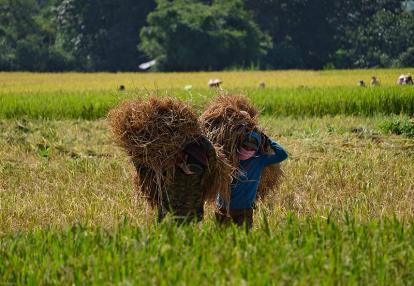 Récolte du riz Voyage au Laos de Pascal H.