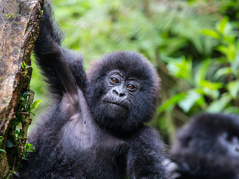 Voyage au Rwanda de Catherine S