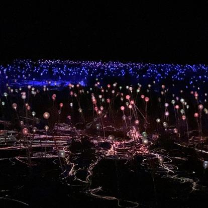 Field Of Light At Uluru. Atmosphère Superbe Voyage en Australie de Carine L.C.