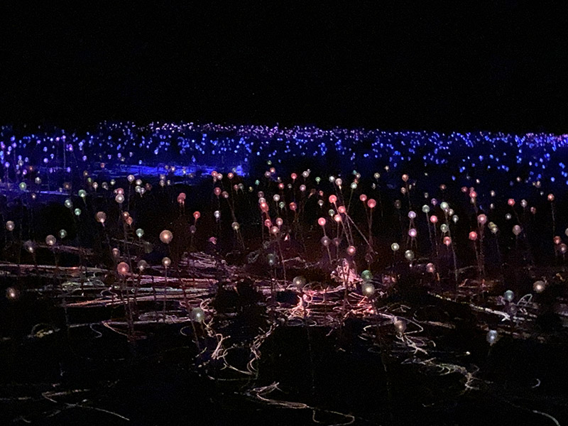 Field of light at Uluru. Atmosphère superbe Voyage en Australie de Carine L.C.