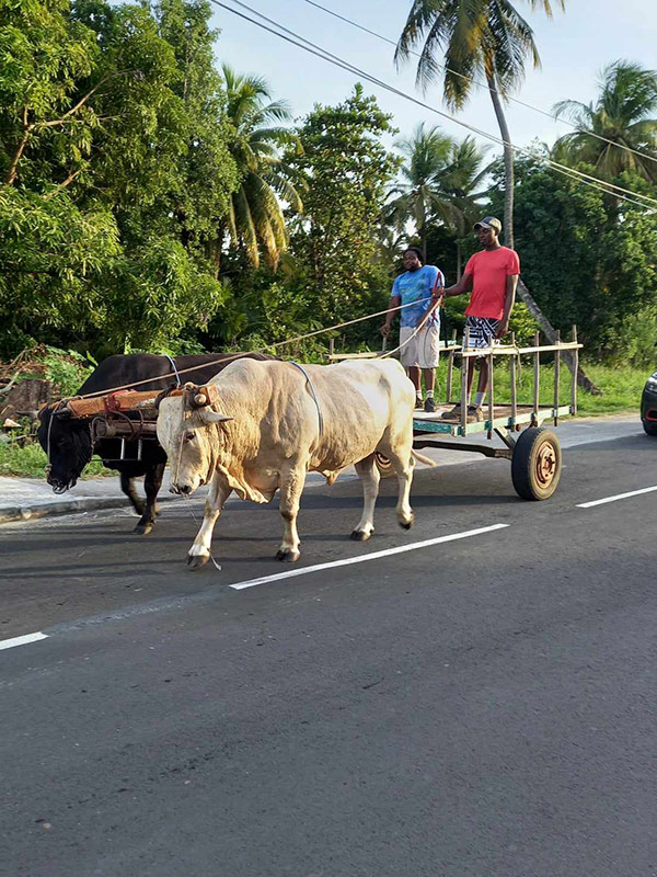 Voyage en Guadeloupe de Béatrice M.