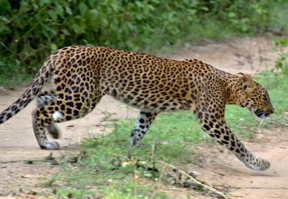 Voyage au Sri Lanka de Pascal M. & Jean Bernard L.