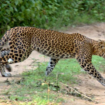 Voyage au Sri Lanka de Pascal M. & Jean Bernard L.