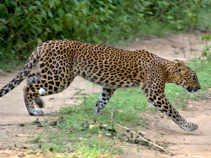 Voyage au Sri Lanka de Pascal M. & Jean Bernard L.