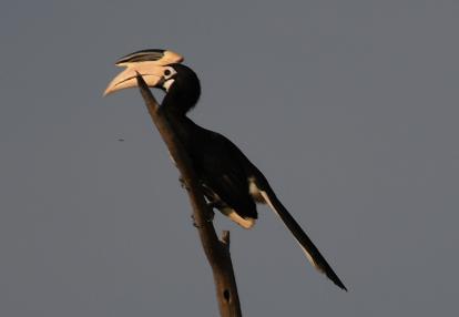 Voyage au Sri Lanka de Pascal & Jean Bernard Voyage au Sri Lanka de Pascal M. & Jean Bernard L.