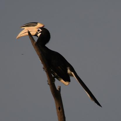 Voyage au Sri Lanka de Pascal M. & Jean Bernard L.