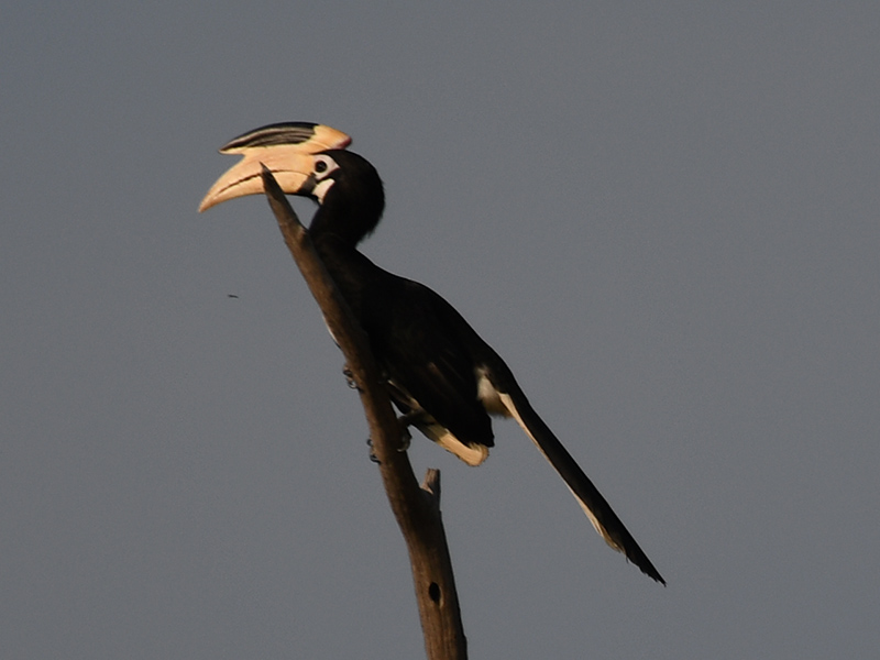 Voyage au Sri Lanka de Pascal M. & Jean Bernard L.