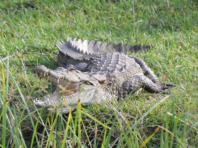 Voyage au Sri Lanka de Pascal M. & Jean Bernard L.