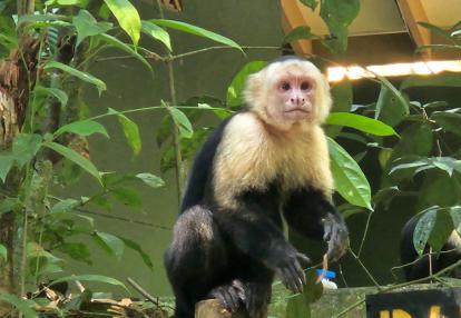 Voyage au Costa Rica de Jean D.