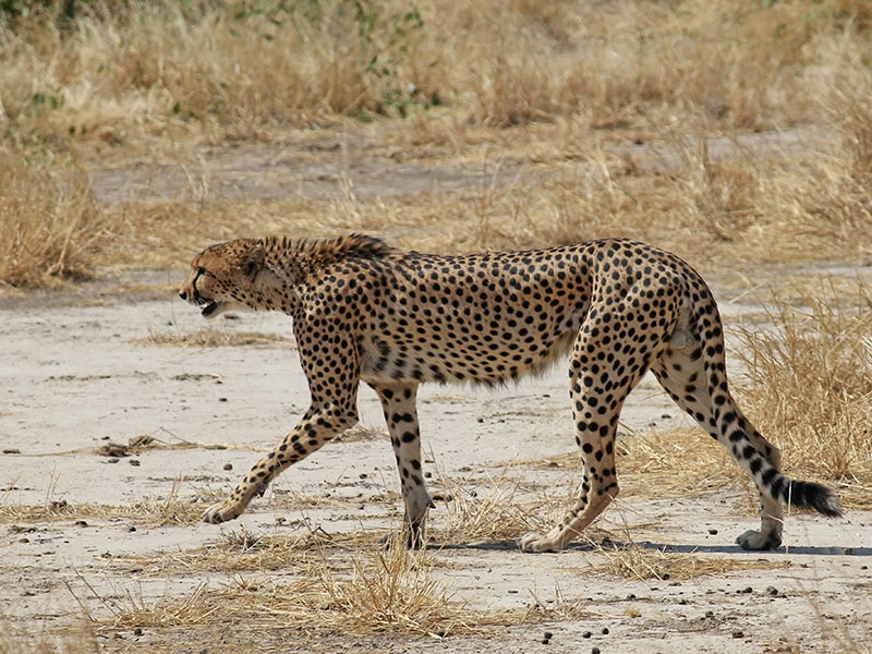 Voyage en Tanzanie du Groupe de Martine B.