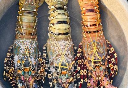 Voyage au Vietnam & Cambodge Voyage au Vietnam & Cambodge de Véronique et Stéphane