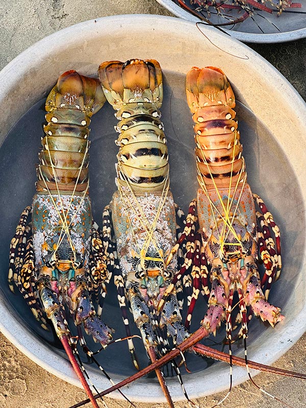 Voyage au Vietnam & Cambodge de Véronique et Stéphane