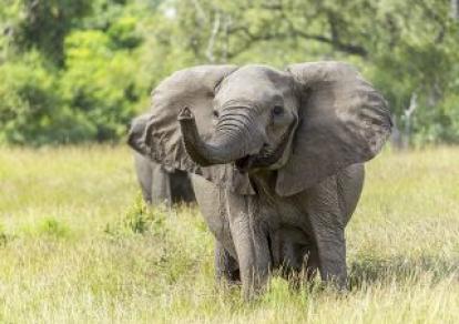 Afrique