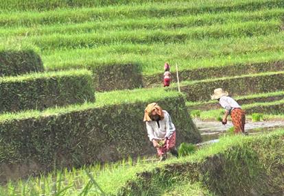 Voyage en Indonésie de Johanne G.