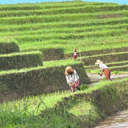 Voyage en Indonésie de Johanne G.