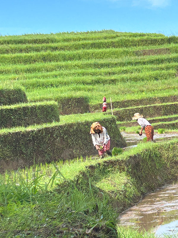 Voyage en Indonésie de Johanne G.
