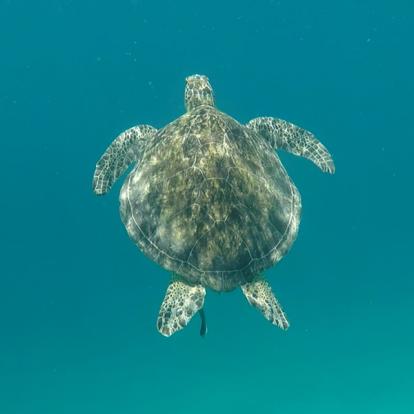 Paradise Island Voyage aux Philippines d'Enrique D.