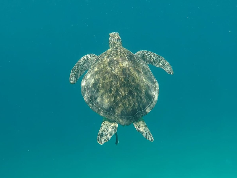 Paradise island Voyage aux Philippines d'Enrique D.