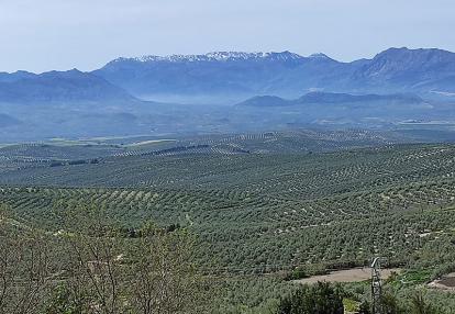 Baeza, les oliviers Voyage en Espagne de Michel B.