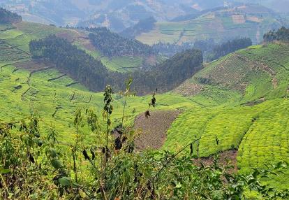 Voyage au Rwanda de Stéphanie P.