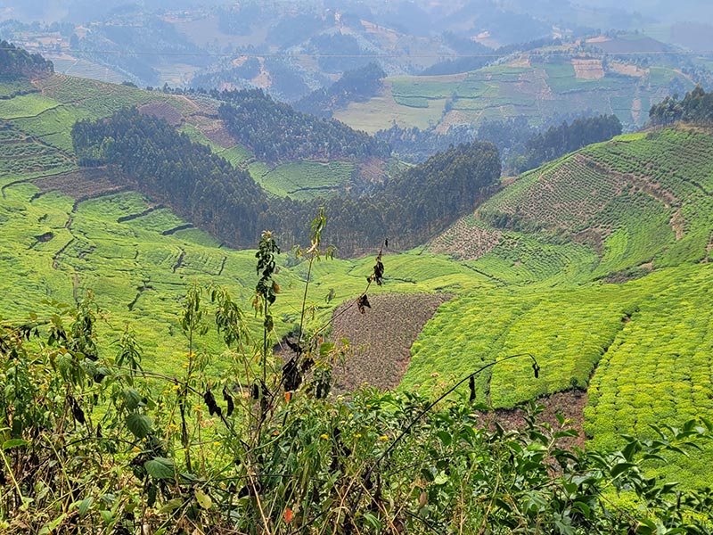 Voyage au Rwanda de Stéphanie Voyage au Rwanda de Stéphanie P.