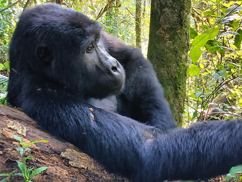 Voyage au Rwanda de Georges D.