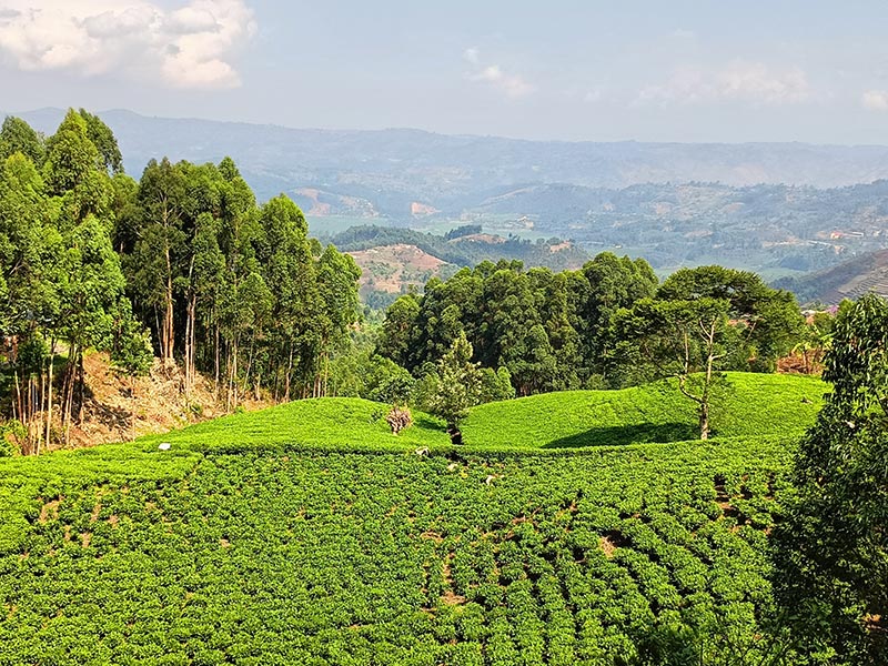 Voyage au Rwanda de Georges D.