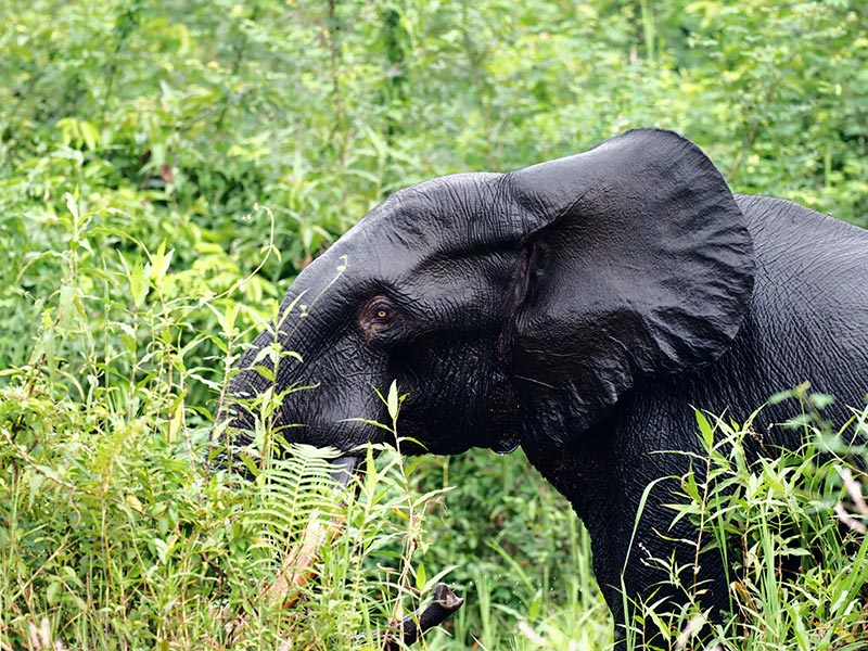 Voyage au Gabon de Brigitte B.