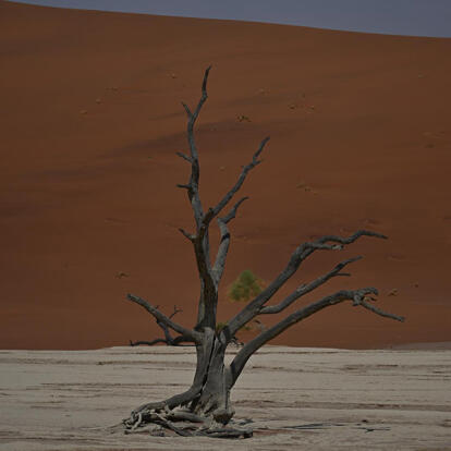 Acacia Dans Dead Vlei Voyage en Namibie du groupe de François M.