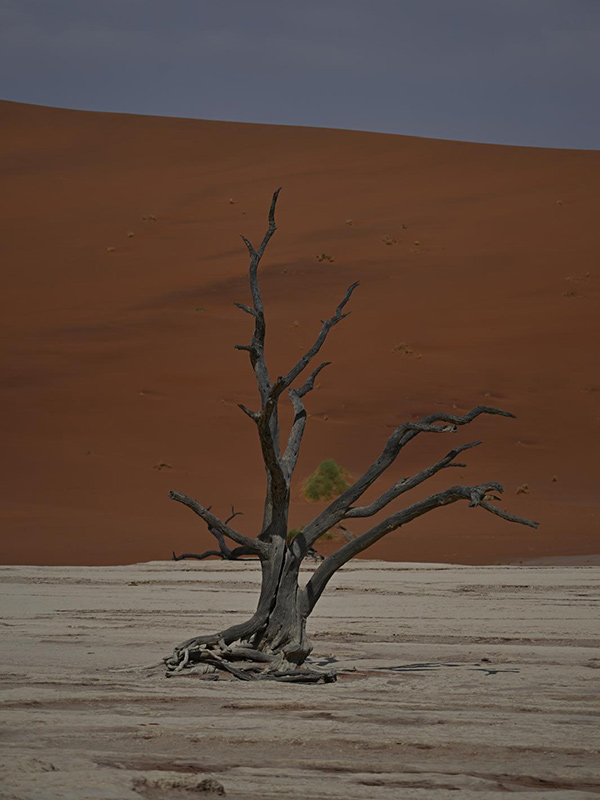 Acacia dans Dead Vlei Voyage en Namibie du groupe de François M.