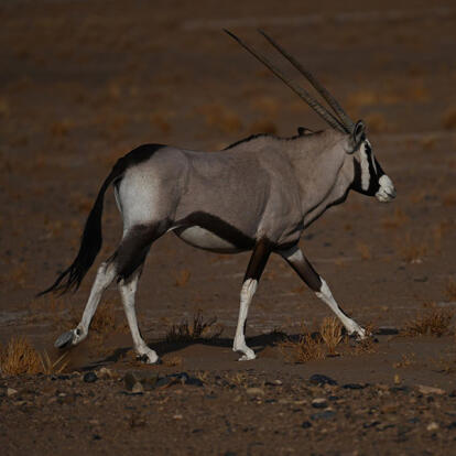Oryx Voyage en Namibie du groupe de François M.