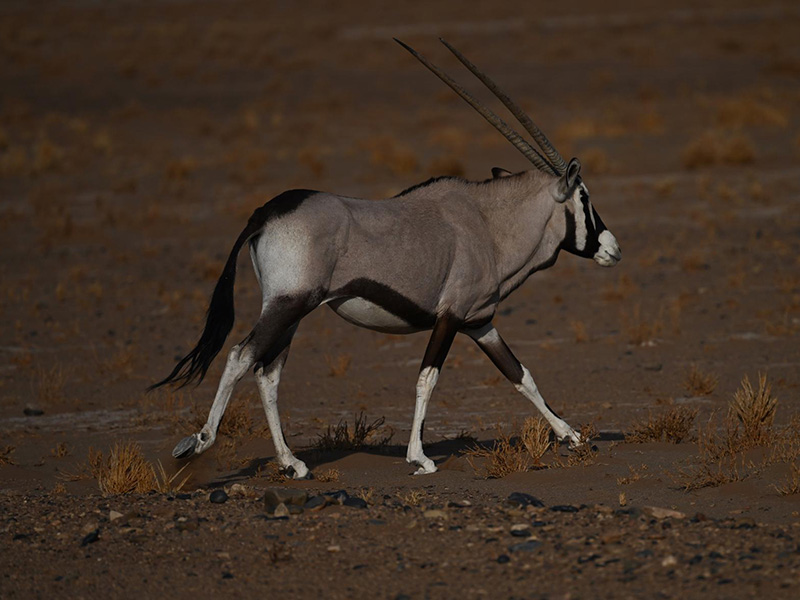 Oryx Voyage en Namibie du groupe de François M.