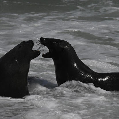 Otaries à Cape Cross Voyage en Namibie du groupe de François M.