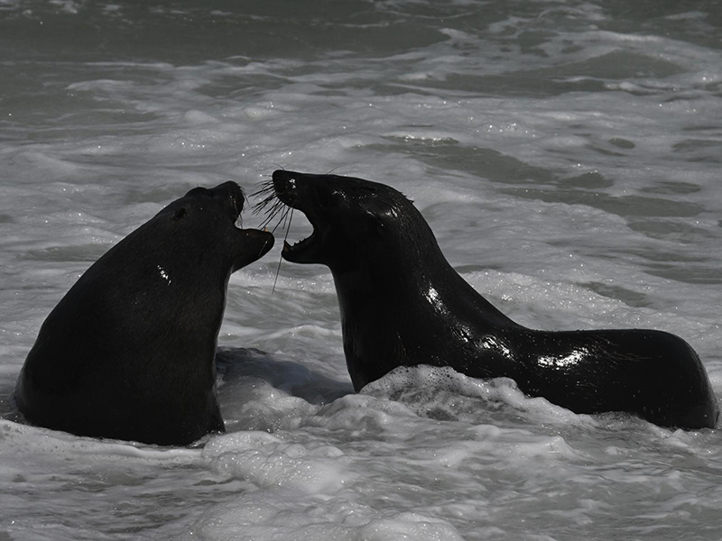 Otaries à Cape Cross Voyage en Namibie du groupe de François M.